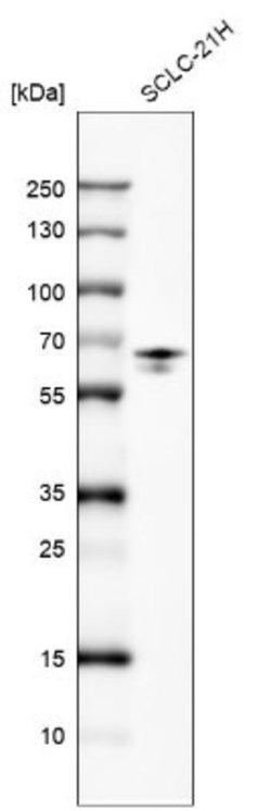 FRMD5 Antibody (CL9503), Novus Biologicals 100 &mu;L; Unconjugated:Antibodies,